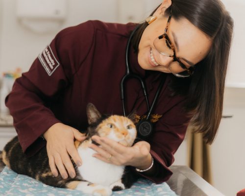 Veterinária examinando a pele de um gato durante consulta de dermatologia felina em Pelotas.