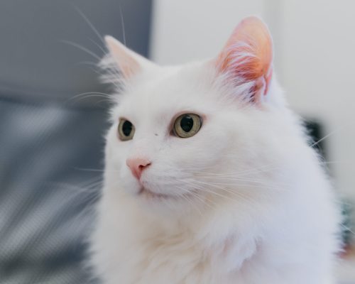 Gato sendo atendido em consulta vacinal na clínica Império para Gatos em Pelotas.