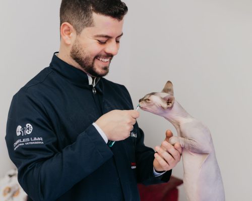 Dr. Charles Lima interagindo com um gato Sphynx na clínica veterinária Império para Gatos em Pelotas.